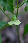 Longleaf groundcherry